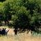 Tiger euthanized after escaping farm, attacking local man and animals