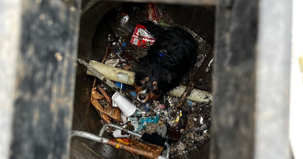 Crews rescue dog stuck in storm drain in San Bernardino - CBS Los Angeles