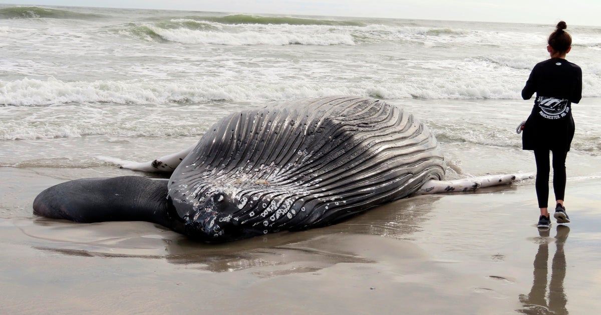 "No known connections" between wind power and whale deaths: feds - Vimarsana News