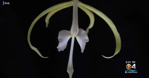 Exceptional Orchids could be saved by widespread fruits in Florida