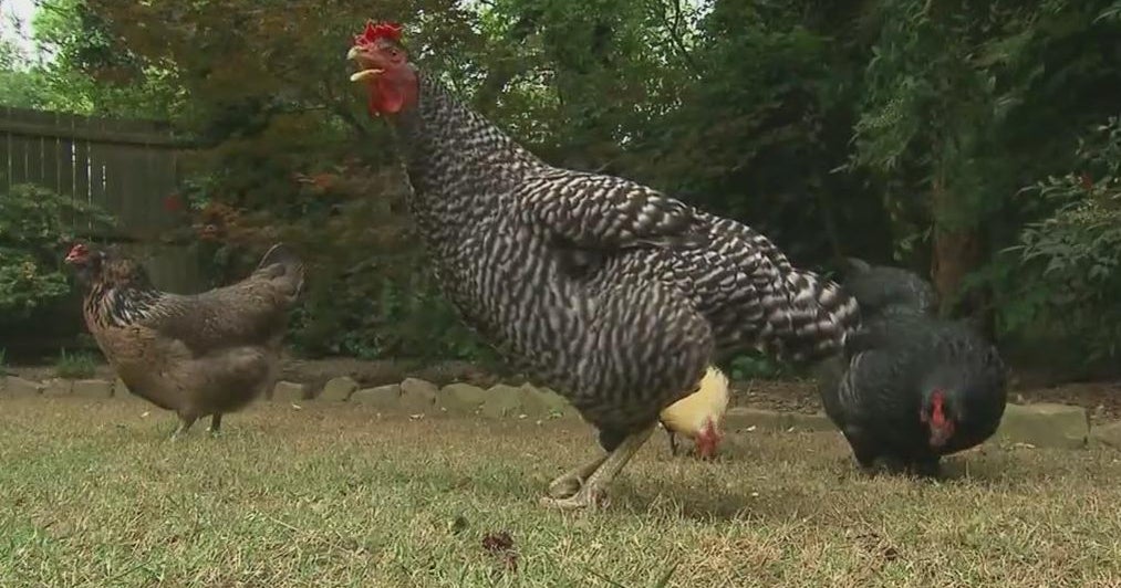 CDC warns of overall health dangers related with yard poultry