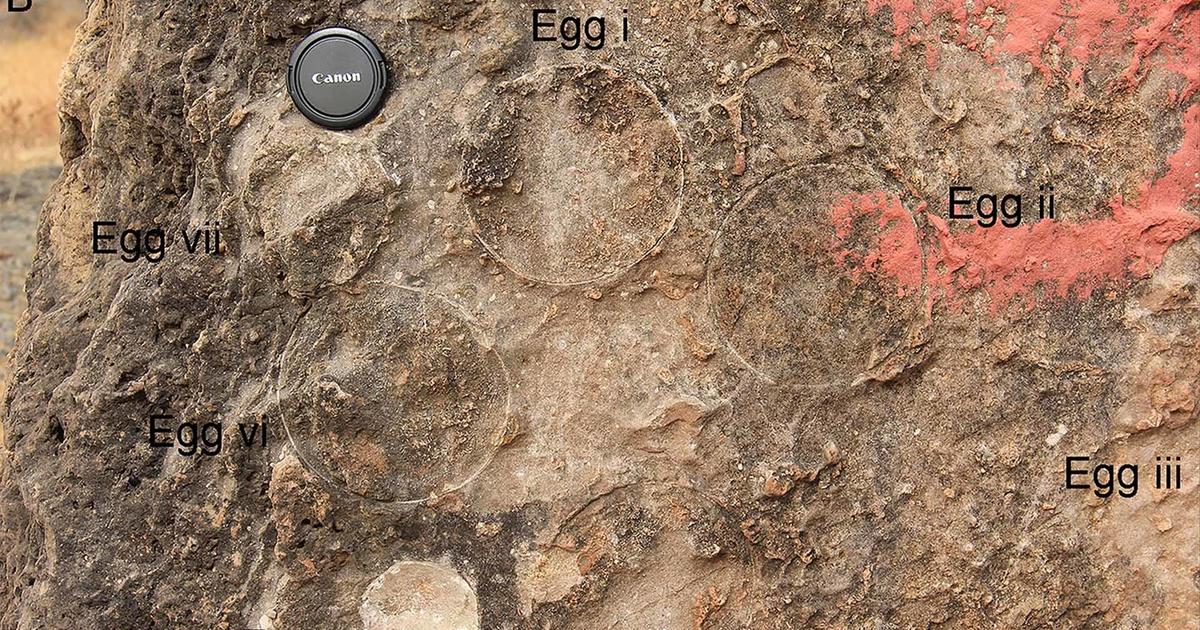 Paleontologists make rare discovery of 256 dinosaur egg fossils in India