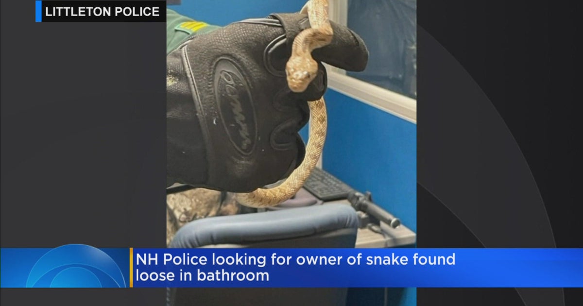 NH police seek owner of snake found in bathroom CBS Boston