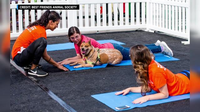 puppy-yoga-for-web-hi-res-still.jpg 