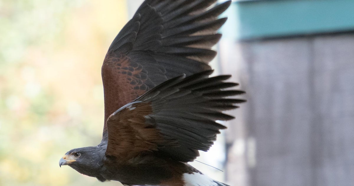 Beloved hawk at Zoo Atlanta dead after apparent fight with wild animal