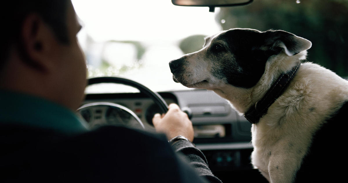 is it illegal to drive with a dog on your lap