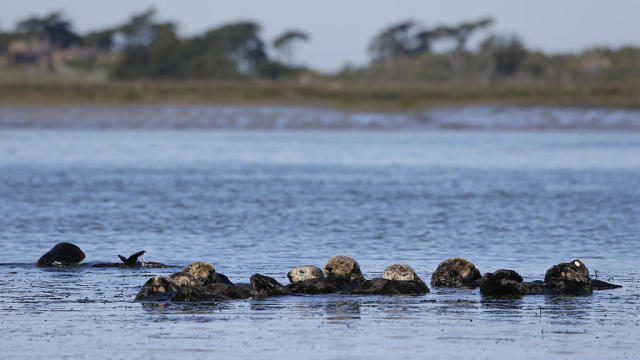 Sea Otters 