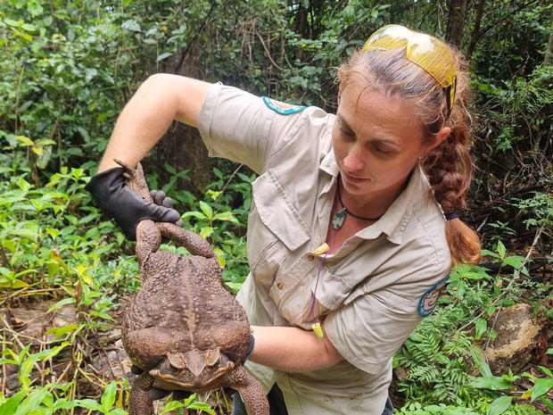 Australia rangers find massive Toadzilla that's as big as a newborn baby and can cause animals to die almost instantly