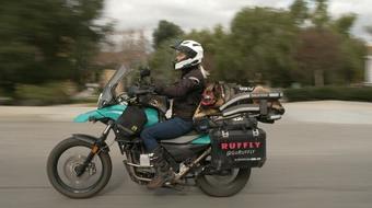 German shepherd travels via motorcycle 