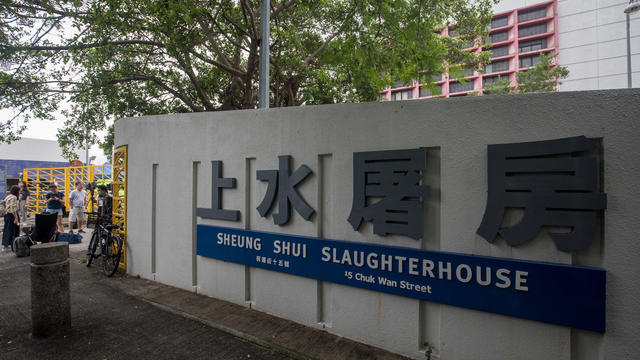 Sheung Shui Slaughterhouse As Hong Kong Says Pigs Must Be Culled Before China Supply Resumes 