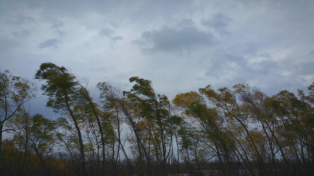 Low Angle View Of Trees Against Cloudy Sky 