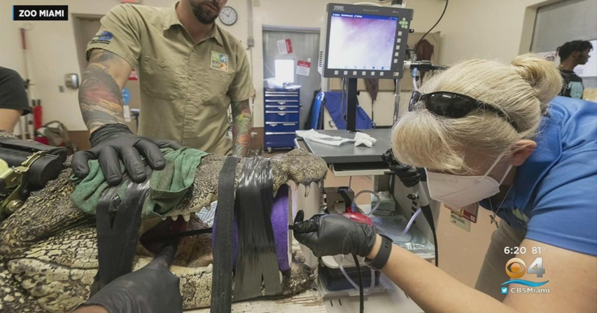 Large reptiles receive medical care CBS Miami