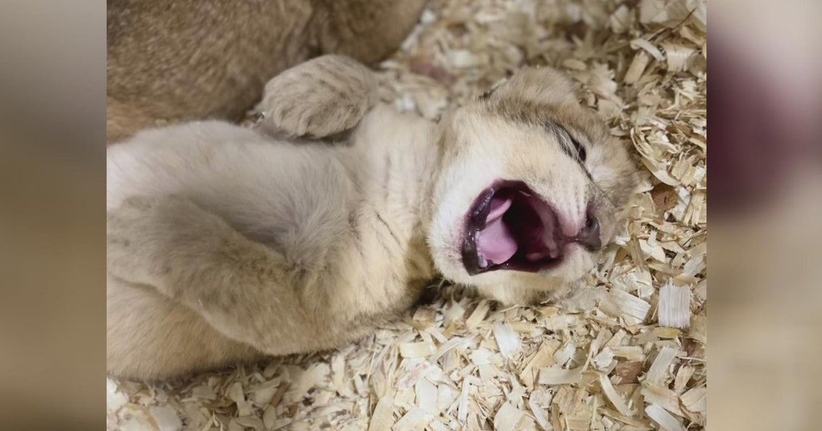 Lincoln Park Zoo share photos of new lion cubs CBS Chicago