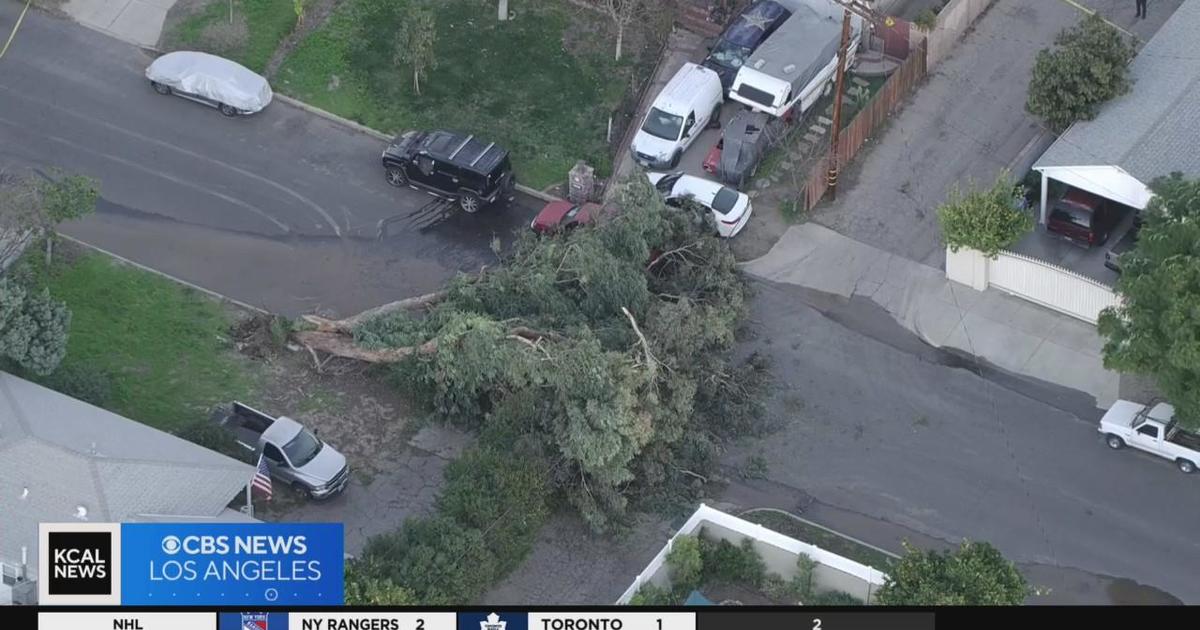 Huge Tree Topples Hits Power Lines And Causing Outage In Winnetka