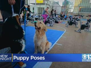 Yoga spots in New West: Here's where to attend puppy yoga - New