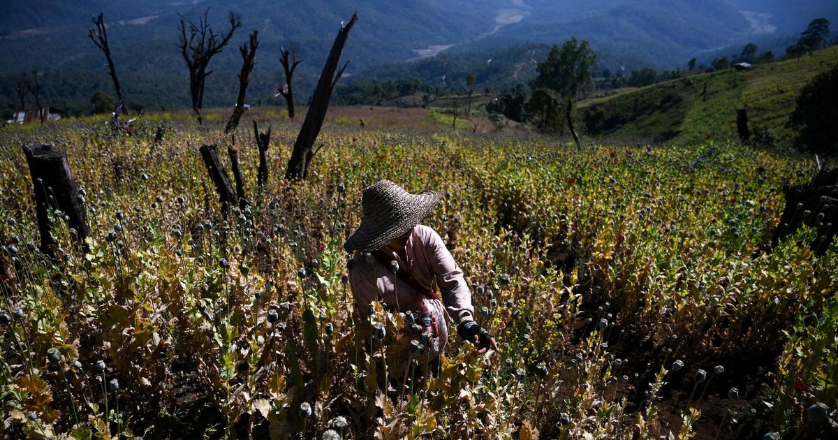 Opium production rises 33% in Myanmar, U.N. report says