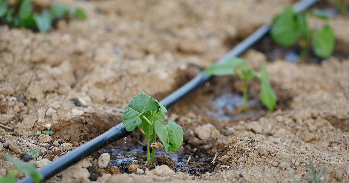 Gardening 101: Drip irrigation – CBS DFW