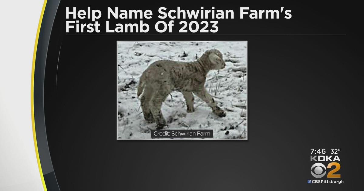 Schwirian Farms welcomes its first lamb of 2023