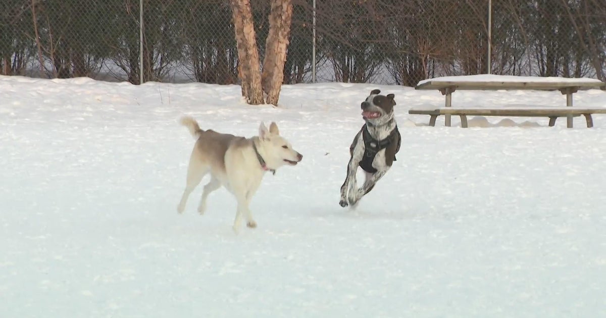 How to keep your pets happy and safe during a cold snap - CBS Minnesota
