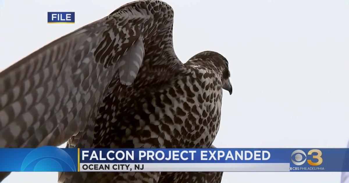 Falcon project expanded in New Jersey