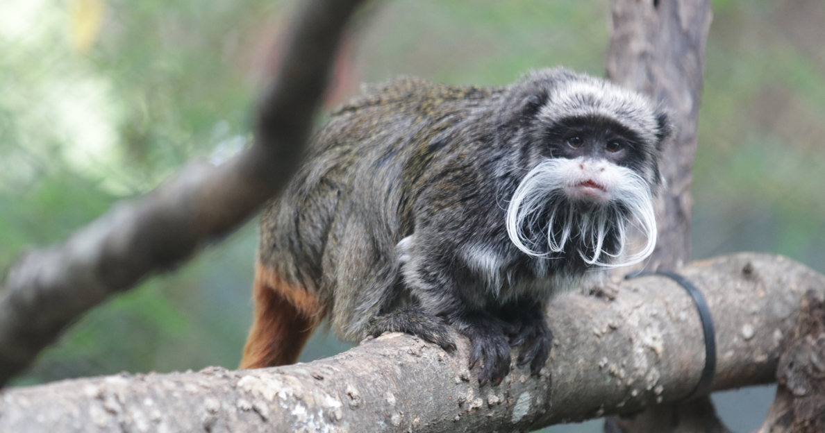 2 monkeys missing from Dallas Zoo believed to have been taken, police say