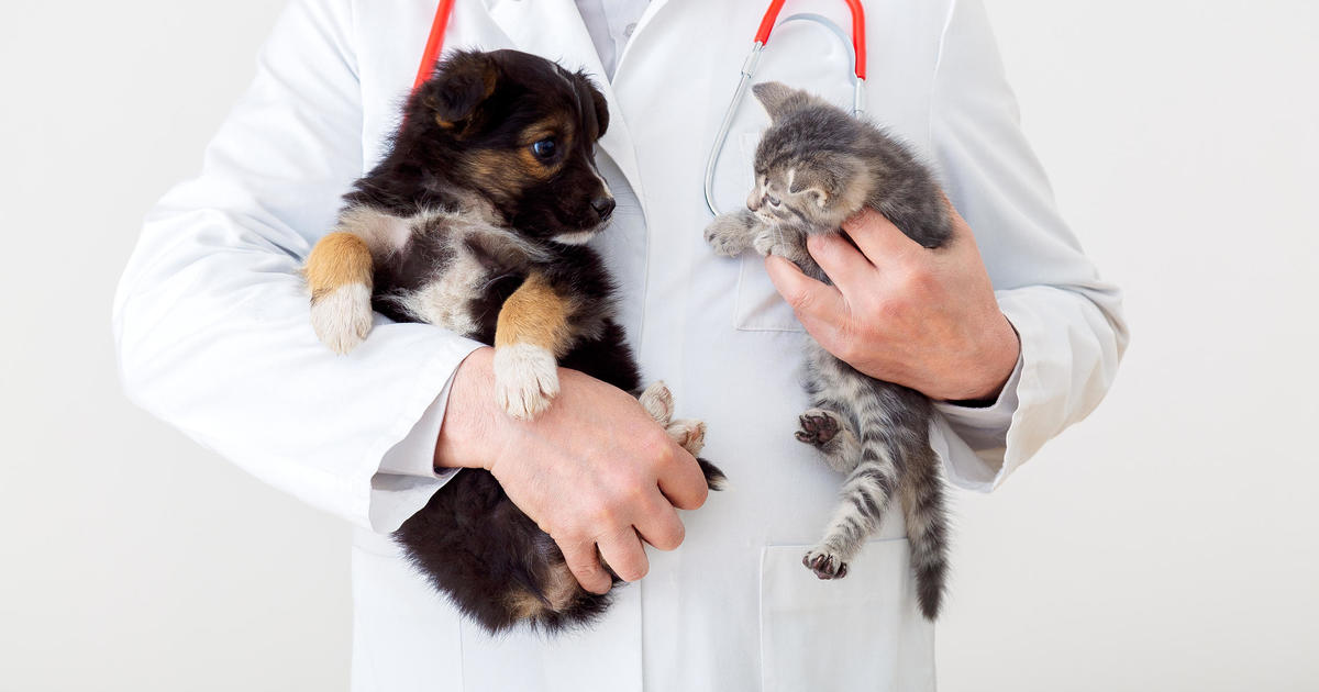 Should you wait to get pet insurance?