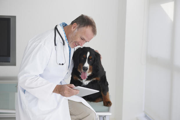 Considering pet insurance coverage plan?  This is who can help