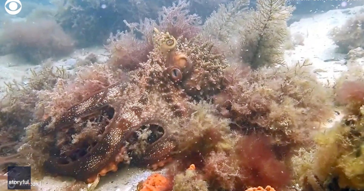 Octopus demonstrates camouflage ability in kelp garden cbs news