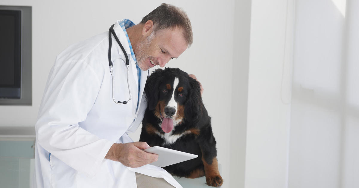 Considering pet insurance? Here's who can help