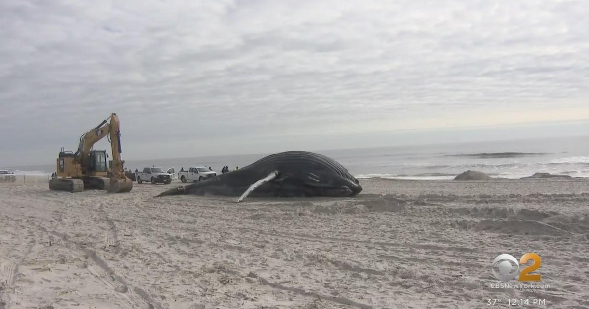 Learning more about whale that washed up on Lido Beach - CBS New York