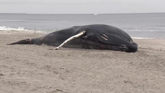 lido-beach-humpback-whale.jpg 