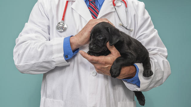 Male Veterinarian holding and petting a Black Labrador Puppy - 8 weeks old 