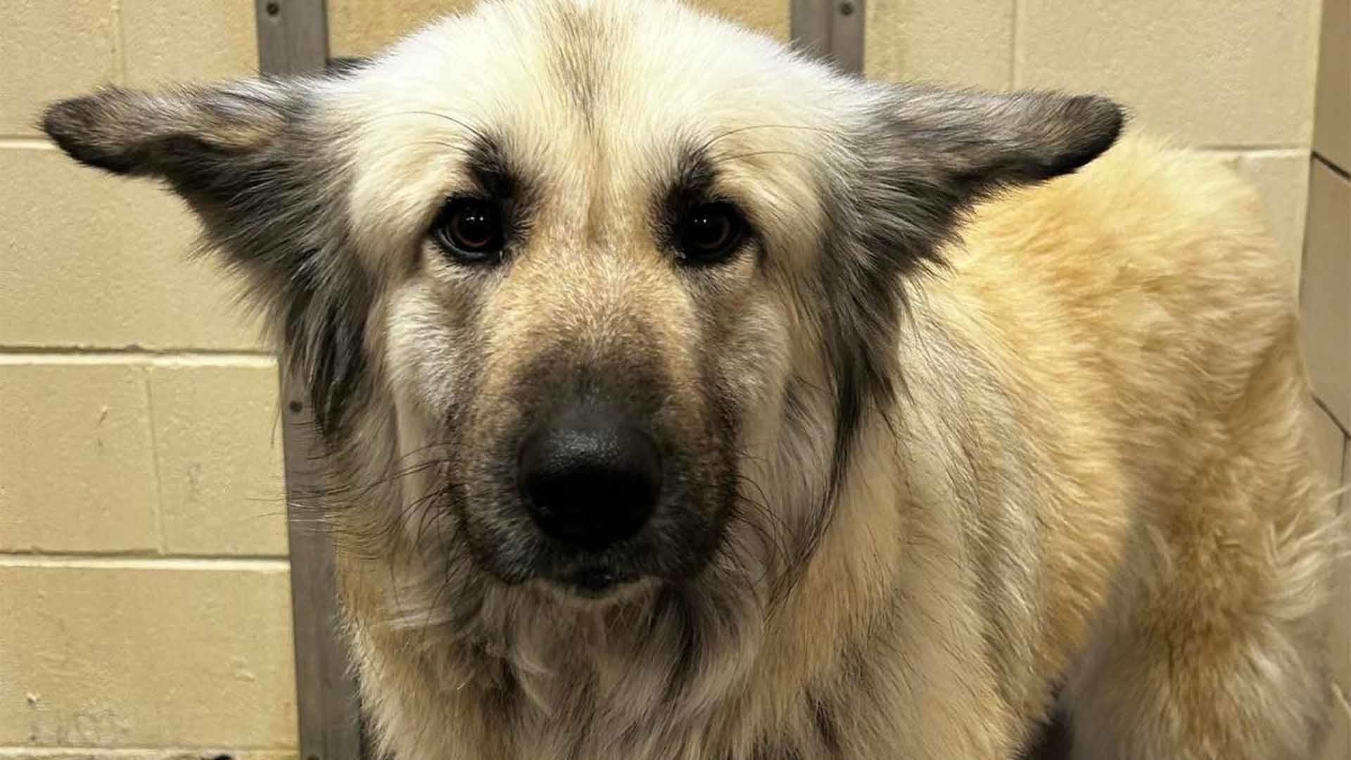 Three-legged dog battling cancer rescues otter from river - CBS News