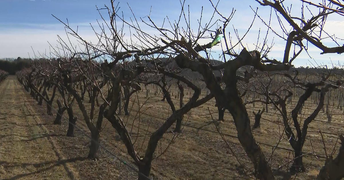 Blast of Arctic air could have impact on peach crop - Vimarsana News