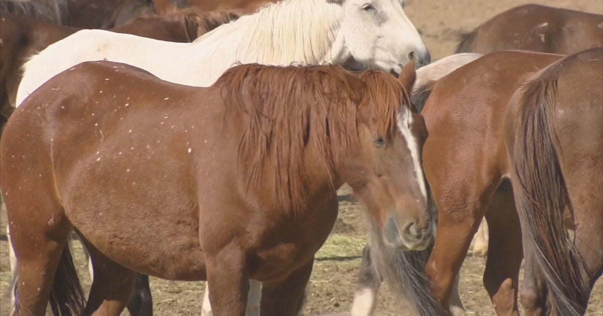 Proposed bill aims to end slaughter, human consumption of Colorado's