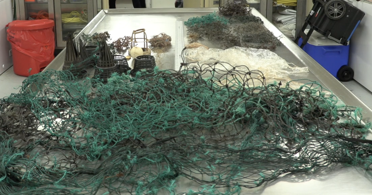 Hawaii researchers found fishing nets, plastic bags and traps in stomach of dead sperm whale