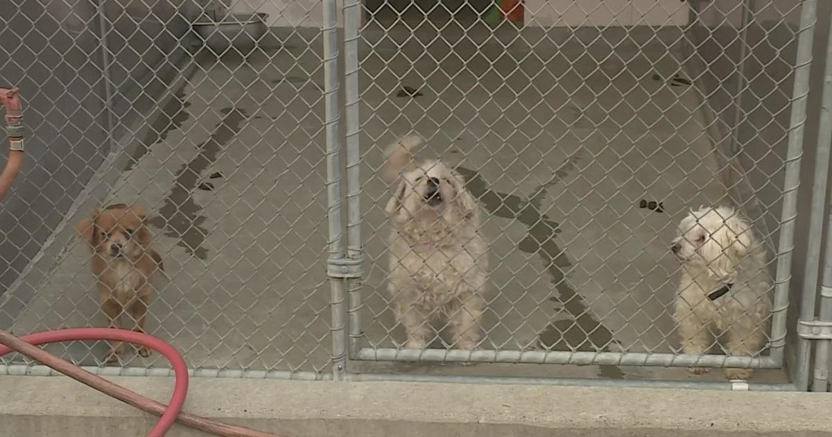 Financial strain, impacted animal shelters at heart of disturbing trend
