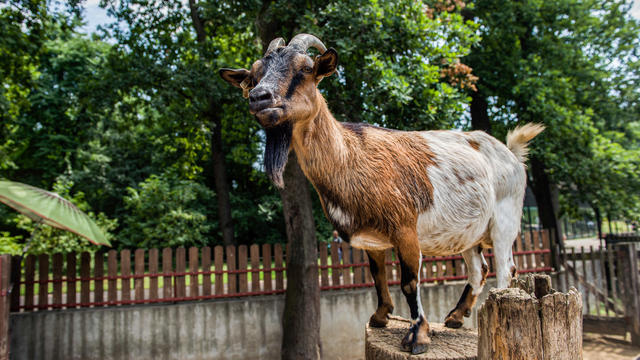 A Pygmy Goat seen at the Nyiregyhaza Animal Park.The 