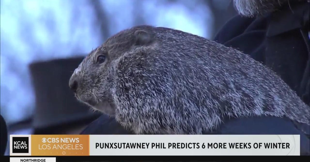 Groundhog Day Punxsutawney Phil sees his shadow CBS Los Angeles