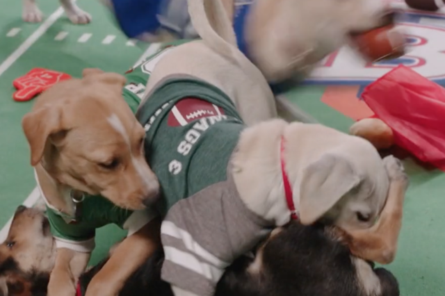 How to Stream Super Bowl 2021 (and Puppy Bowl, Kitten Bowl)