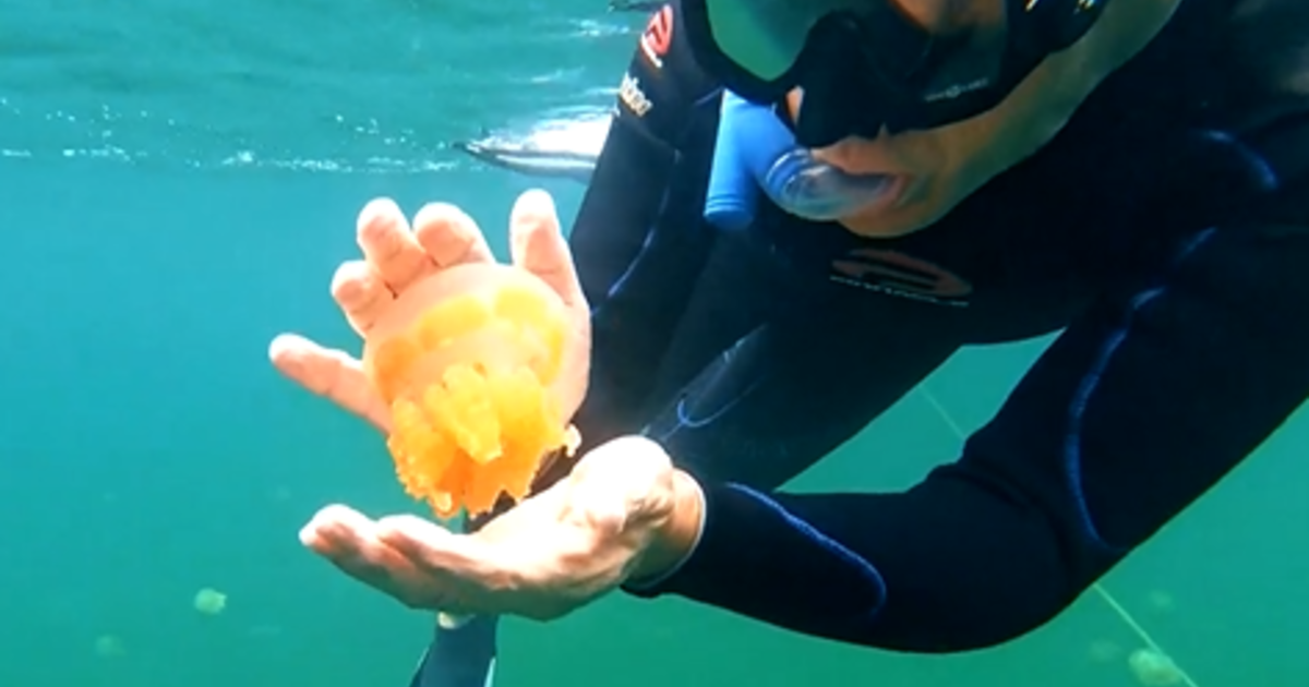 Jellyfish Lake in Palau draws tourists who want to swim with jellyfish