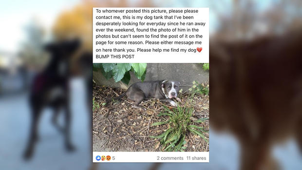 dog-scam-social-media-post.jpg 