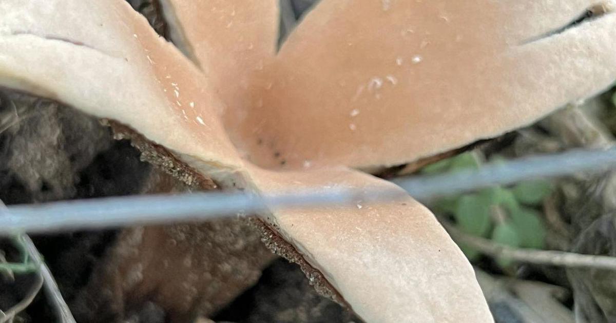 Rare hissing mushroom known as the "Devil's Cigar" spotted at Texas park