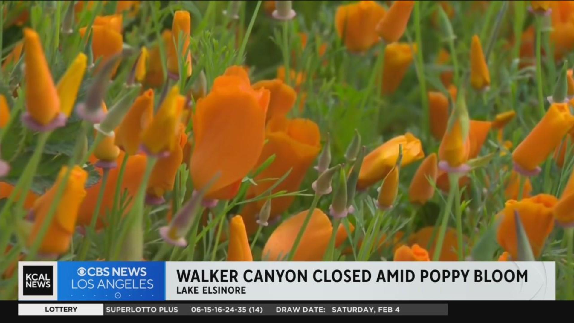 Walker Canyon closed amid rich poppy bloom