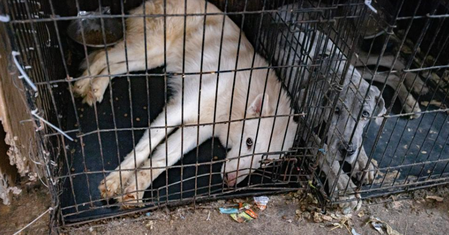 56 animals rescued from unsafe conditions in Morrison County home - CBS ...