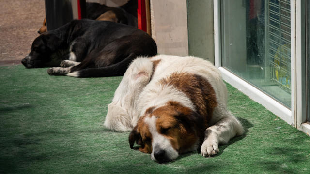 A large, lonely brown dog with white paws and a muzzle lies in an animal shelter. Sad abandoned dogs. A homeless, sick, sterilized and vaccinated dog sleeps outside, on the territory of a veterinary clinic, on a sunny summer day. 