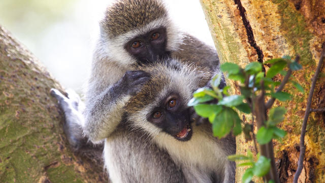 Vervet monkeys grooming their fur, Rift Valley Province, Nakuru, Kenya 
