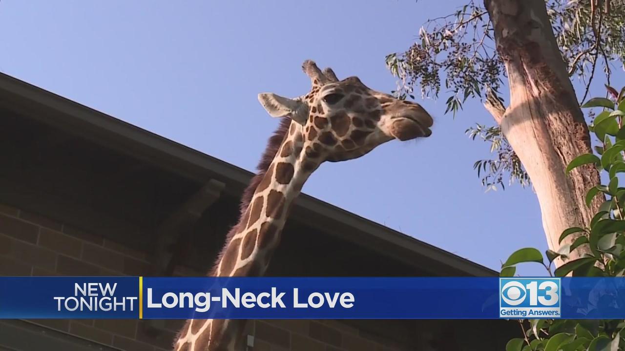 UC Davis team studies giraffe mating behaviors - CBS Sacramento