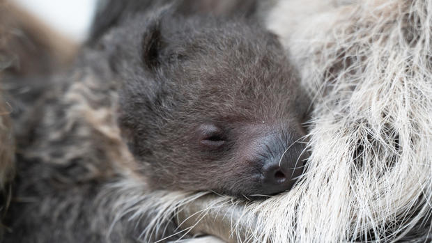 baby-sloth-at-denver-zoo.jpg 