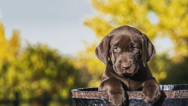 Chocolate Labrador Puppy in a faux wooden barrel - 8 weeks old 